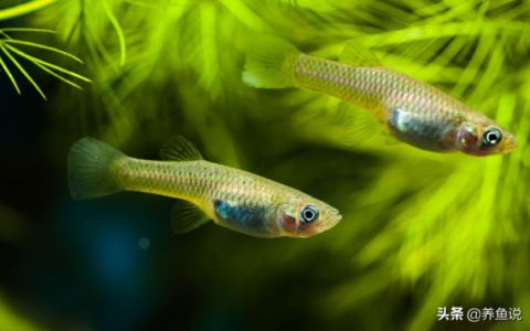 魚缸多久喂食，魚缸喂食過多的危害如何判斷魚是否吃飽不同季節魚缸喂食過多的危害