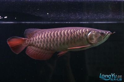 金龍魚在黑缸中的飼養(yǎng)時(shí)間并沒有一個固定的數(shù)值，魚主人可以養(yǎng)多久：金龍魚在黑缸中的飼養(yǎng)時(shí)間