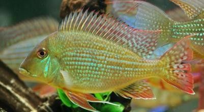 龍魚關刀肚：龍魚與關刀魚混養注意事項