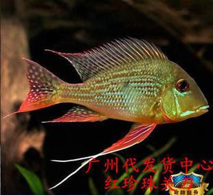龍魚關刀肚：龍魚與關刀魚混養注意事項