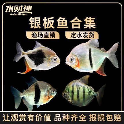 龍魚配黑桃A：黑桃a與龍魚混養的成功案例