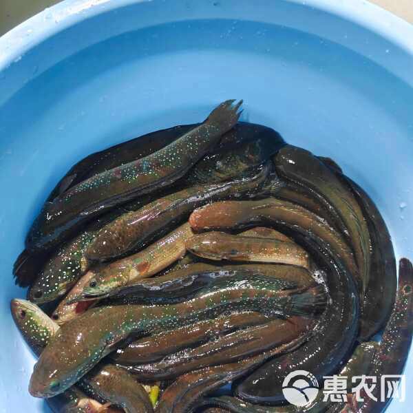 哪些電商平臺有合法養殖的雷龍魚？