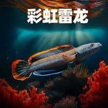哪些電商平臺有合法養殖的雷龍魚？