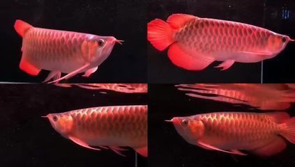 Ms-222對(duì)龍魚鱗片的影響：ms-222對(duì)鱸魚的影響