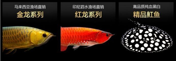 小龍魚苗吃什么長得快一點：小龍魚吃什么長得快一點