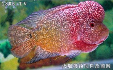 龍魚單養是否會感到孤單（關于龍魚是否適合單養是否會感到孤單并沒有直接的答案）