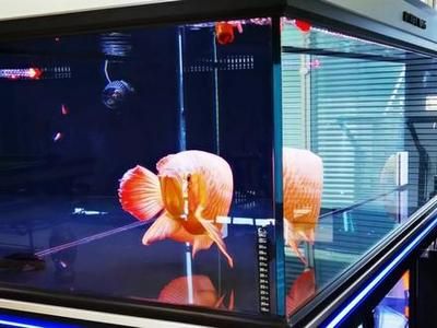 龍魚單養是否會感到孤單（關于龍魚是否適合單養是否會感到孤單并沒有直接的答案）