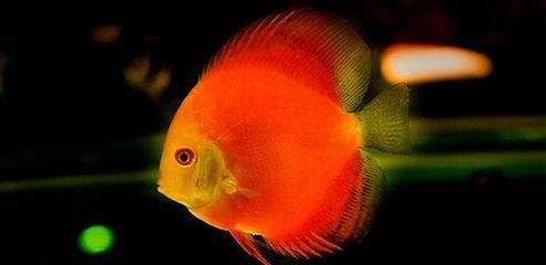 龍魚單養是否會感到孤單（關于龍魚是否適合單養是否會感到孤單并沒有直接的答案）