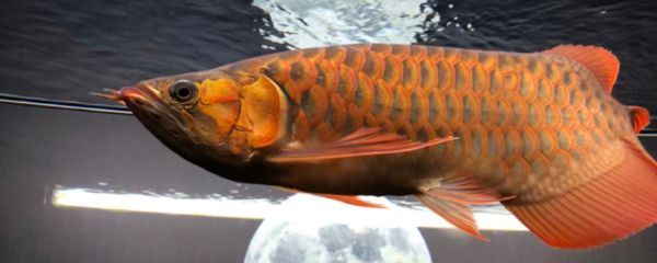 龍魚得病死了有什么預兆嗎圖片：龍魚得病死亡前的一些表現