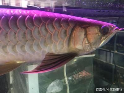 雜交金龍魚品種區分圖：雜交金龍魚品種區分