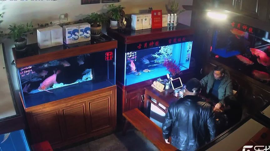 龍魚撞缸后一直不吃東西怎么辦：龍魚撞缸后不吃東西怎么辦