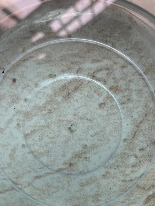 麗江龍魚的卵長什么樣子圖片大全集
