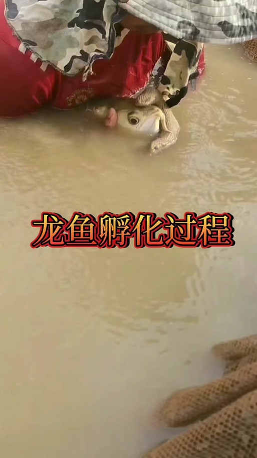 麗江龍魚的卵長什么樣子圖片大全集