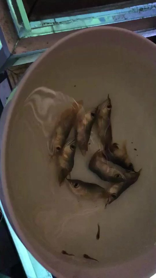 麗江龍魚的卵長什么樣子圖片大全集