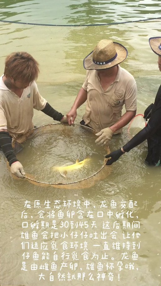 麗江龍魚的卵長什么樣子圖片大全集