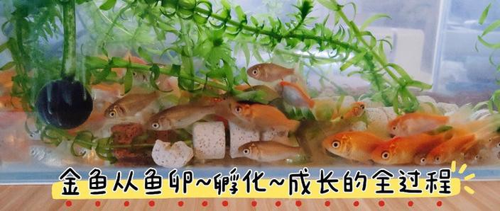 麗江龍魚的卵長什么樣子圖片大全集