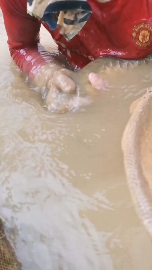 麗江龍魚的卵長什么樣子圖片大全集