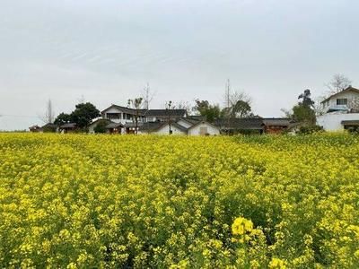 金龍魚村在哪里：有聲書:金龍魚村