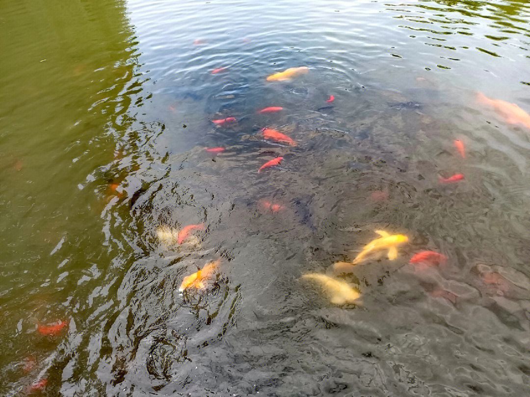 金龍魚(yú)村在哪里：有聲書(shū):金龍魚(yú)村