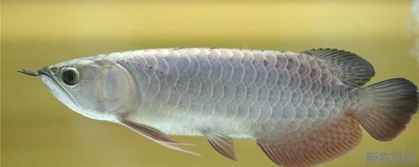 蝴蝶鯉可以與龍魚混養嗎【蝴蝶鯉與龍魚混養的常見問題及解決方法及解決方法】