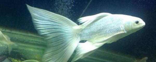 蝴蝶鯉可以與龍魚混養嗎【蝴蝶鯉與龍魚混養的常見問題及解決方法及解決方法】