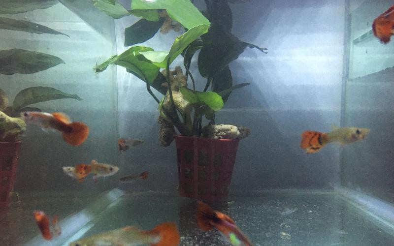 藍龍魚吃孔雀魚嗎圖片 藍龍魚吃孔雀魚嗎圖片 龍魚百科 第21張