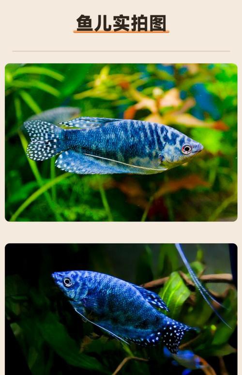 藍龍魚吃孔雀魚嗎圖片 藍龍魚吃孔雀魚嗎圖片 龍魚百科 第9張