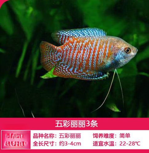 藍龍魚吃孔雀魚嗎圖片 藍龍魚吃孔雀魚嗎圖片 龍魚百科 第5張