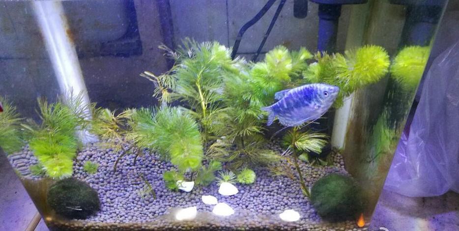 藍龍魚吃孔雀魚嗎圖片 藍龍魚吃孔雀魚嗎圖片 龍魚百科 第13張