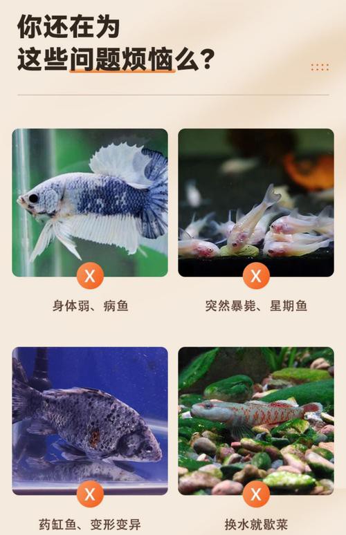 藍龍魚吃孔雀魚嗎圖片 藍龍魚吃孔雀魚嗎圖片 龍魚百科 第20張