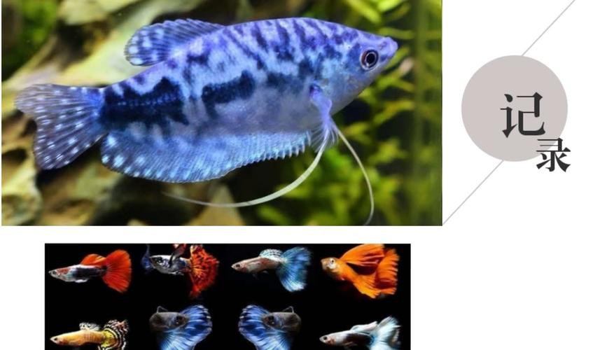 藍龍魚吃孔雀魚嗎圖片 藍龍魚吃孔雀魚嗎圖片 龍魚百科 第16張