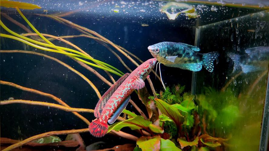 藍龍魚吃孔雀魚嗎圖片 藍龍魚吃孔雀魚嗎圖片 龍魚百科 第22張