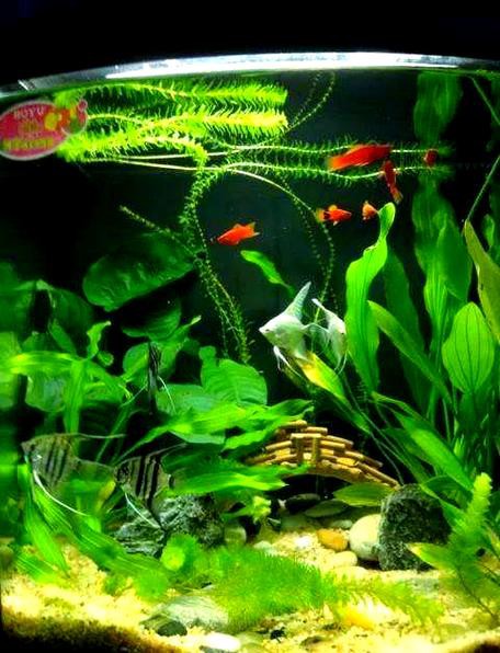 藍龍魚吃孔雀魚嗎圖片 藍龍魚吃孔雀魚嗎圖片 龍魚百科 第1張