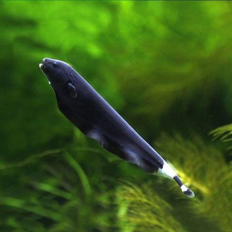 藍龍魚吃孔雀魚嗎圖片 藍龍魚吃孔雀魚嗎圖片 龍魚百科 第12張