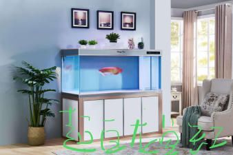 龍魚的缸要多大尺寸：龍魚缸的尺寸大小對養(yǎng)龍魚的重要性