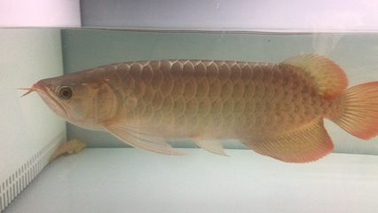 紅龍魚白缸飼養怎么樣：-紅龍魚在白缸中飼養環境中飼養的結果不一