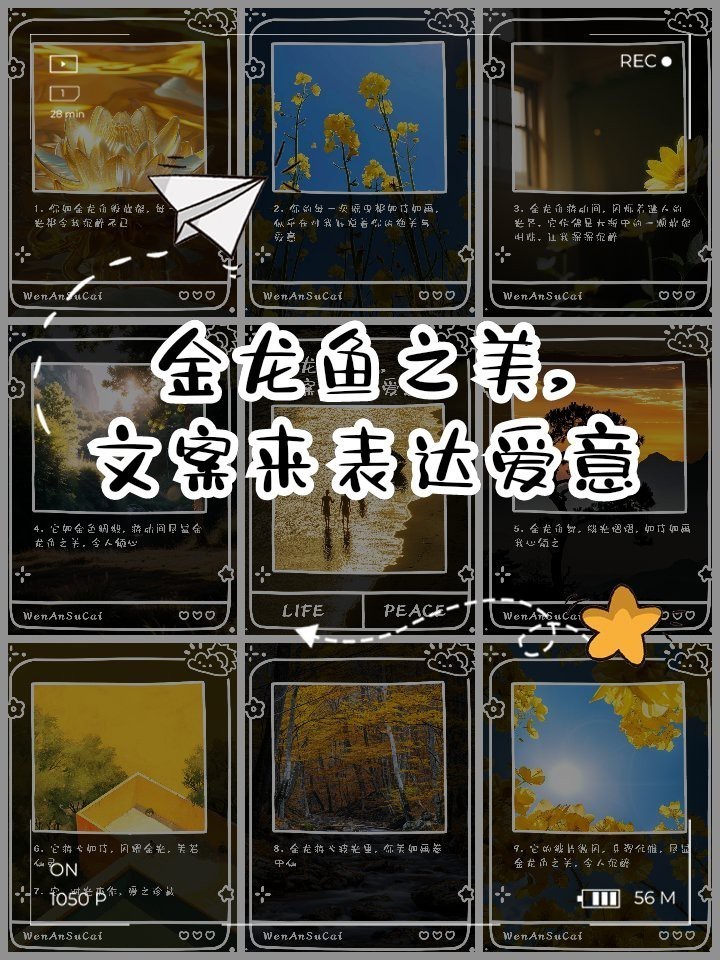 金龍魚廣告詞大全