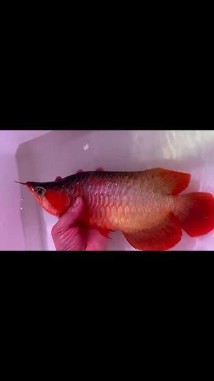 福龍紅龍魚能養嗎有毒嗎圖片
