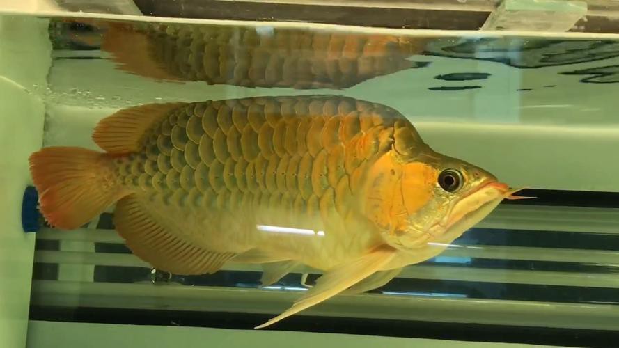 福龍紅龍魚能養嗎有毒嗎圖片