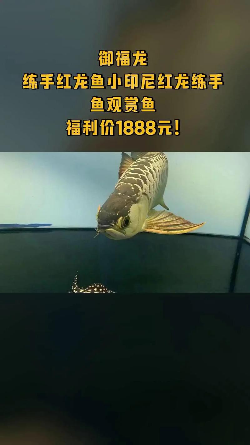 福龍紅龍魚能養嗎有毒嗎圖片