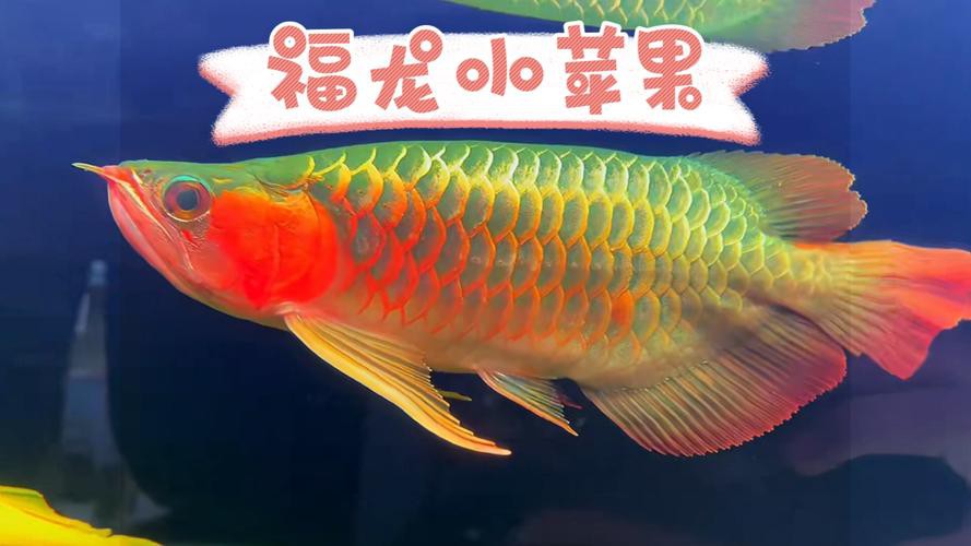 福龍紅龍魚能養嗎有毒嗎圖片