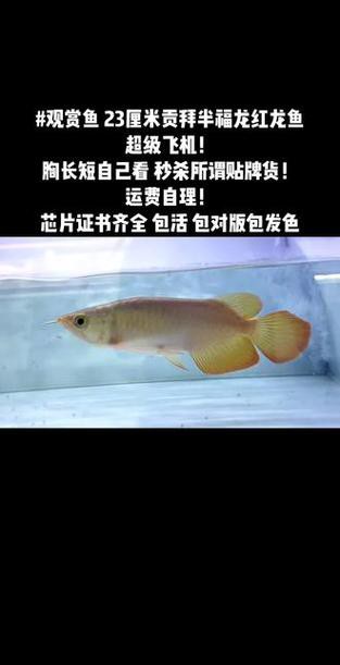 福龍紅龍魚能養嗎有毒嗎圖片