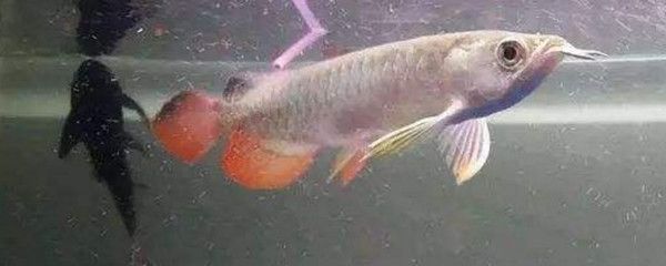 龍魚躲角落不敢出來怎么辦：龍魚躲藏在角落不敢出來怎么辦