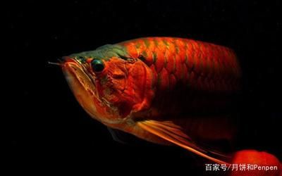 養龍魚需要氧氣泵嗎？：養一只龍魚不使用氧氣泵在理論上可能是可能的