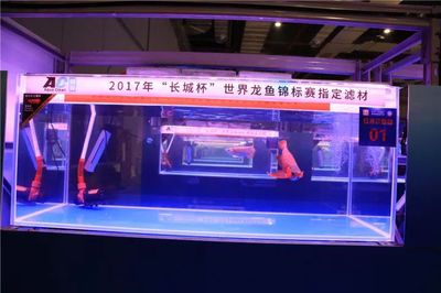 金龍魚怎么保護小魚：金龍魚如何保護小魚