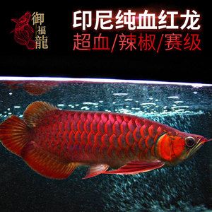 仙塔瀾母紅龍魚怎么樣（血紅龍魚的飼養需要注意什么？）