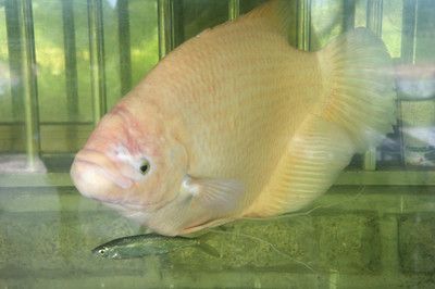 招財戰船魚混養水質管理：招財戰船魚和龍魚混養時水質管理是確保兩種魚健康共存的關鍵因素