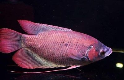 招財戰船魚混養水質管理：招財戰船魚和龍魚混養時水質管理是確保兩種魚健康共存的關鍵因素