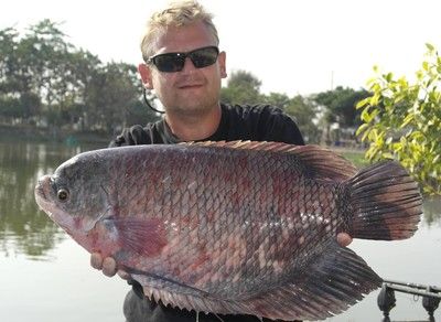 招財戰船魚混養水質管理：招財戰船魚和龍魚混養時水質管理是確保兩種魚健康共存的關鍵因素