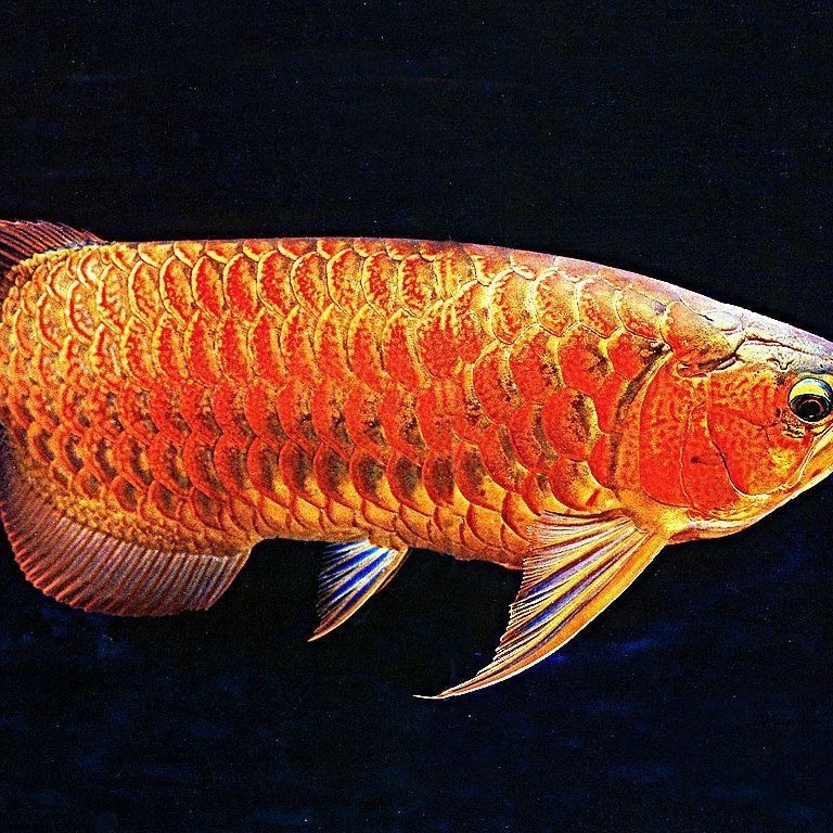 龍魚常見疾病及防治